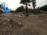    السبت: الهيئة الاسلامية تُنظم معسكراً لتنظيف وصيانة مقبرة عبد رب النبي بيافا